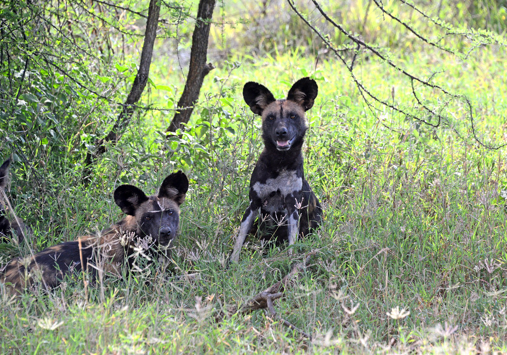 DSC_9262b Loisaba, Kenya African Hunting Dogs TuAnh Nguyen Flickr