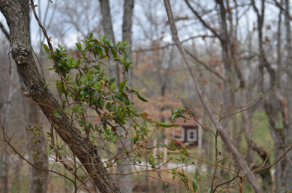 Illinois Road Trip 010 Timber Ridge Outpost & Cabins Garde… Flickr