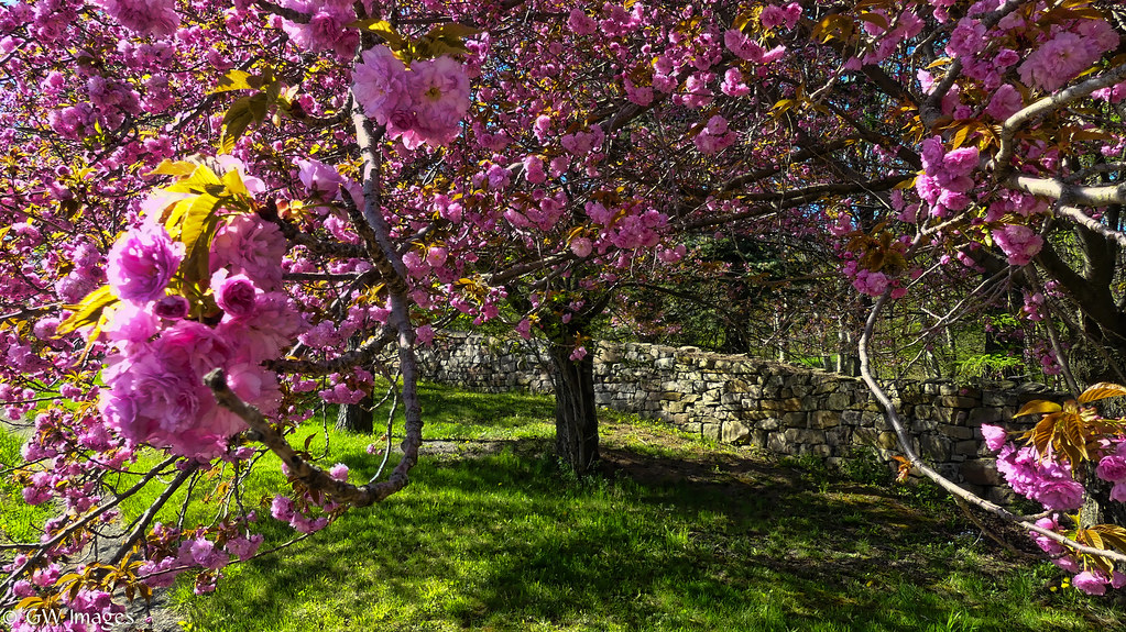The Color of Spring Out for a ride in Effingham, Ontario Glen