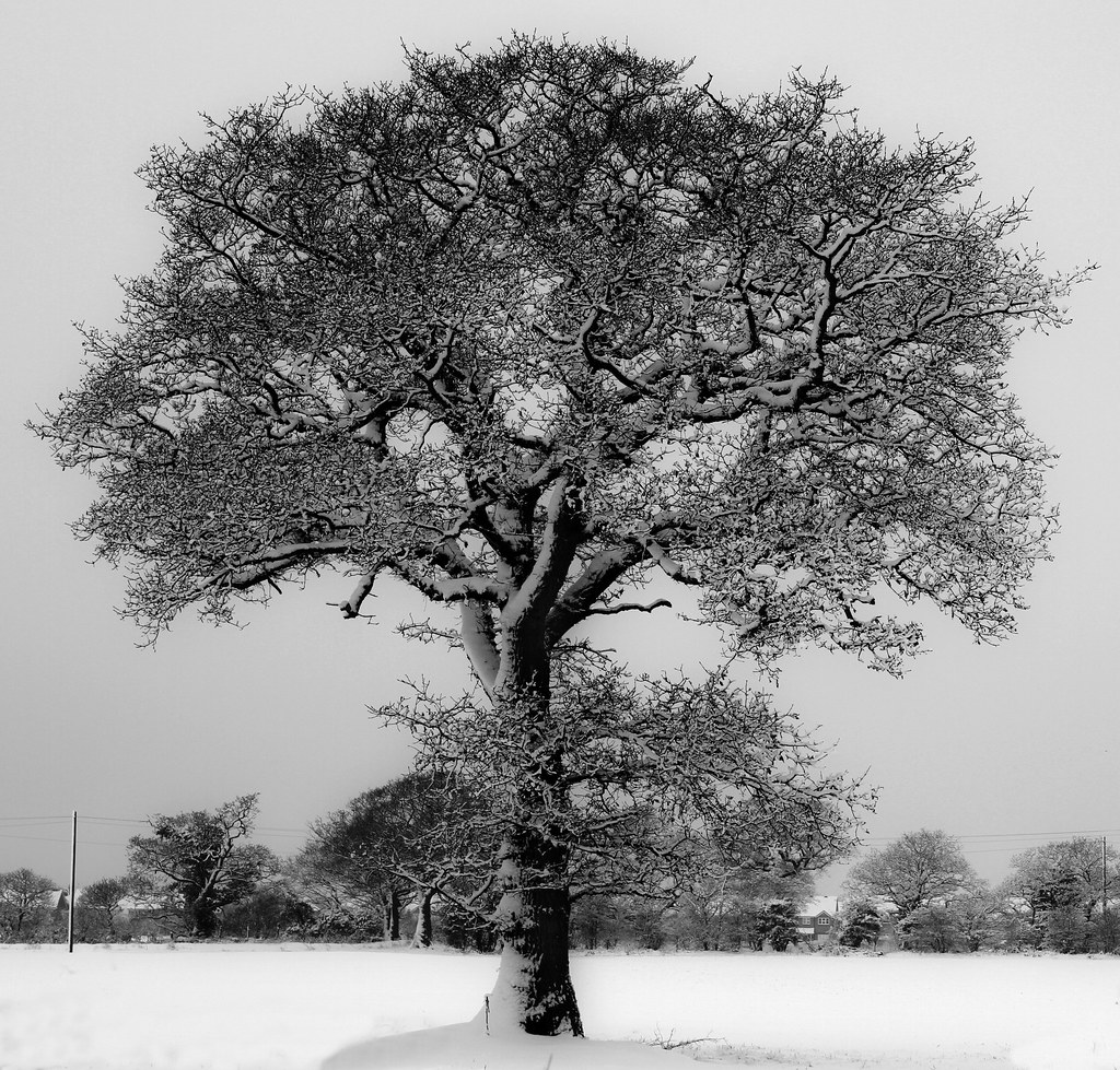 Cold oak. Paul Graves Flickr