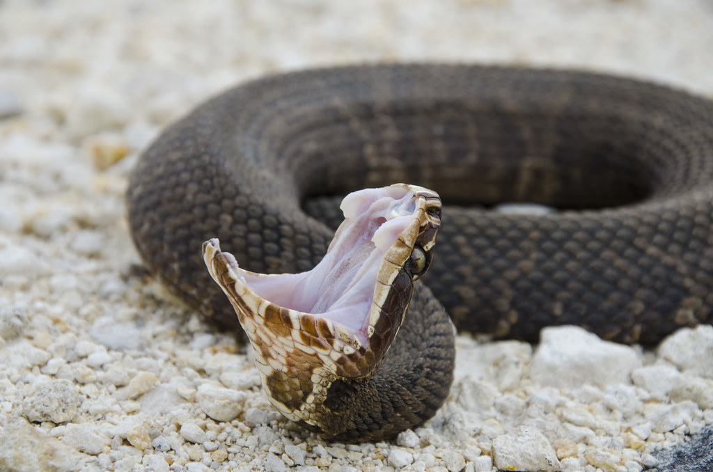 Florida water moccasin displaying. Josh Young Flickr