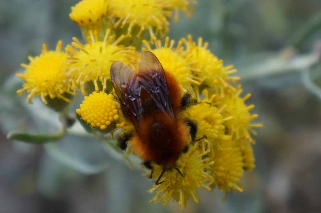 Orange bees in South America on Senecio patagonicus (3) Flickr