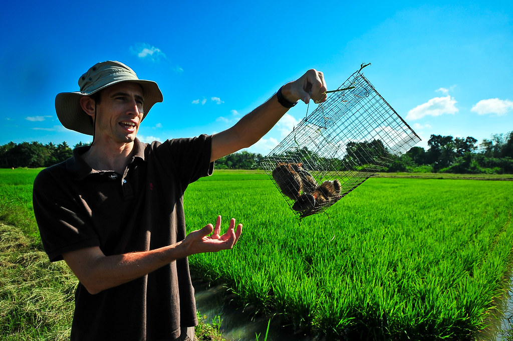 Ricefield rats Holding up good rat caught during the trap… Flickr
