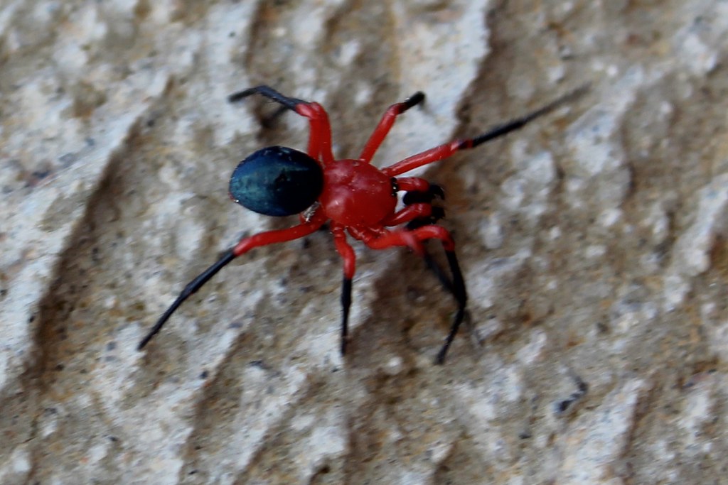 Ambicodamus crinitus (Red and Black Spider) Red and Black … Flickr