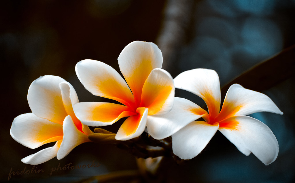 Download 106+ Background Bunga Kamboja Gratis Terbaik
