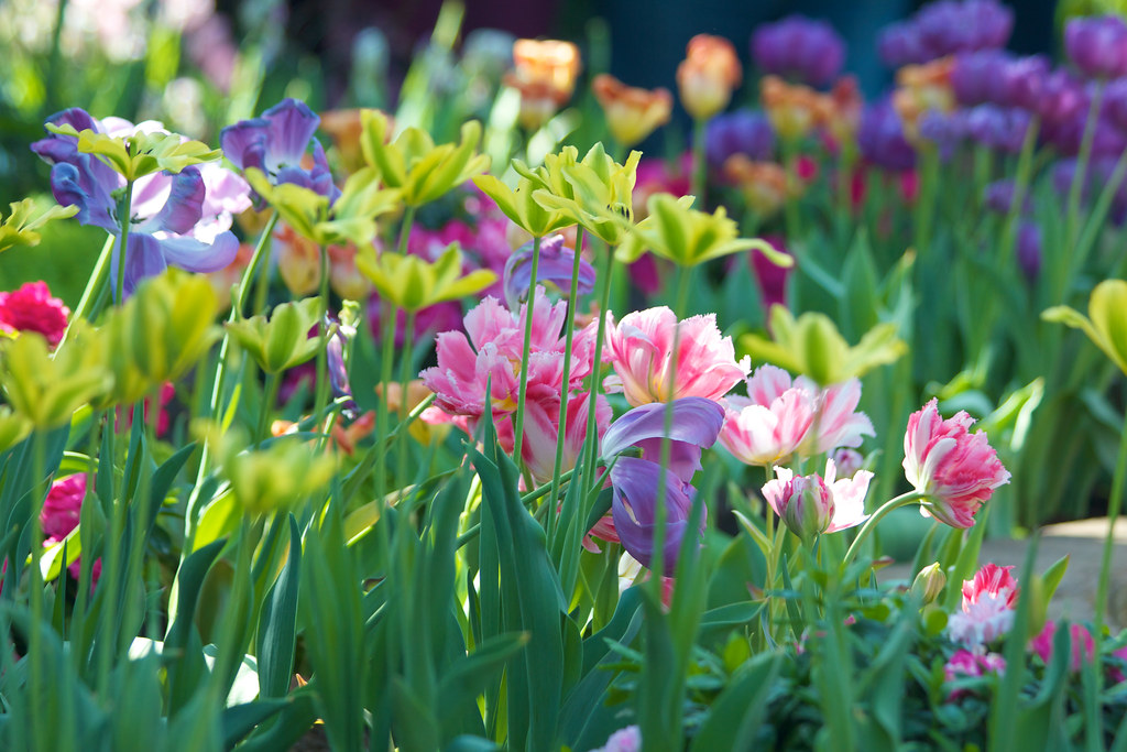 The flowers of late winter and early spring occupy places … Flickr