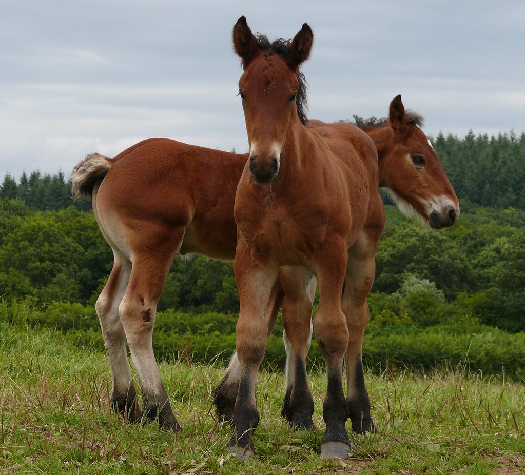 1124 The Little Horses Flickr