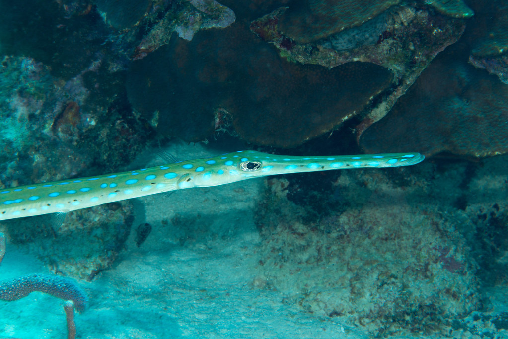 Bluespotted First and only time we have seen. N… Flickr