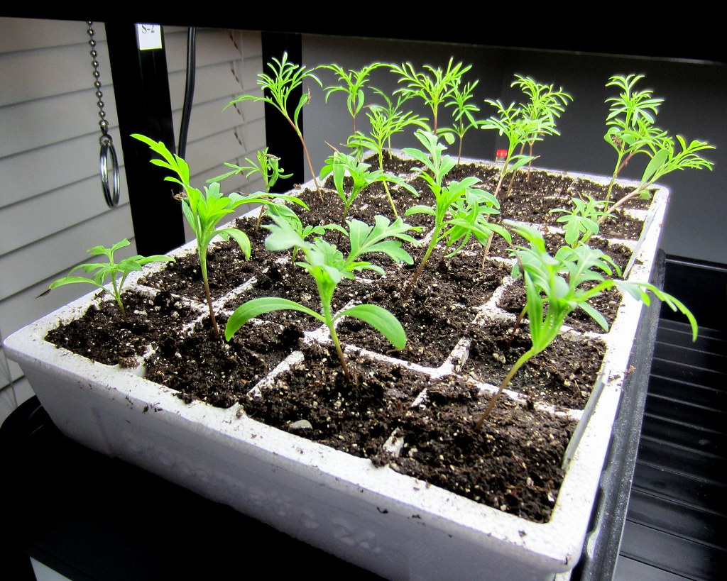 Potted up Cosmos seedlings (3/8/13) Sharleen Flickr