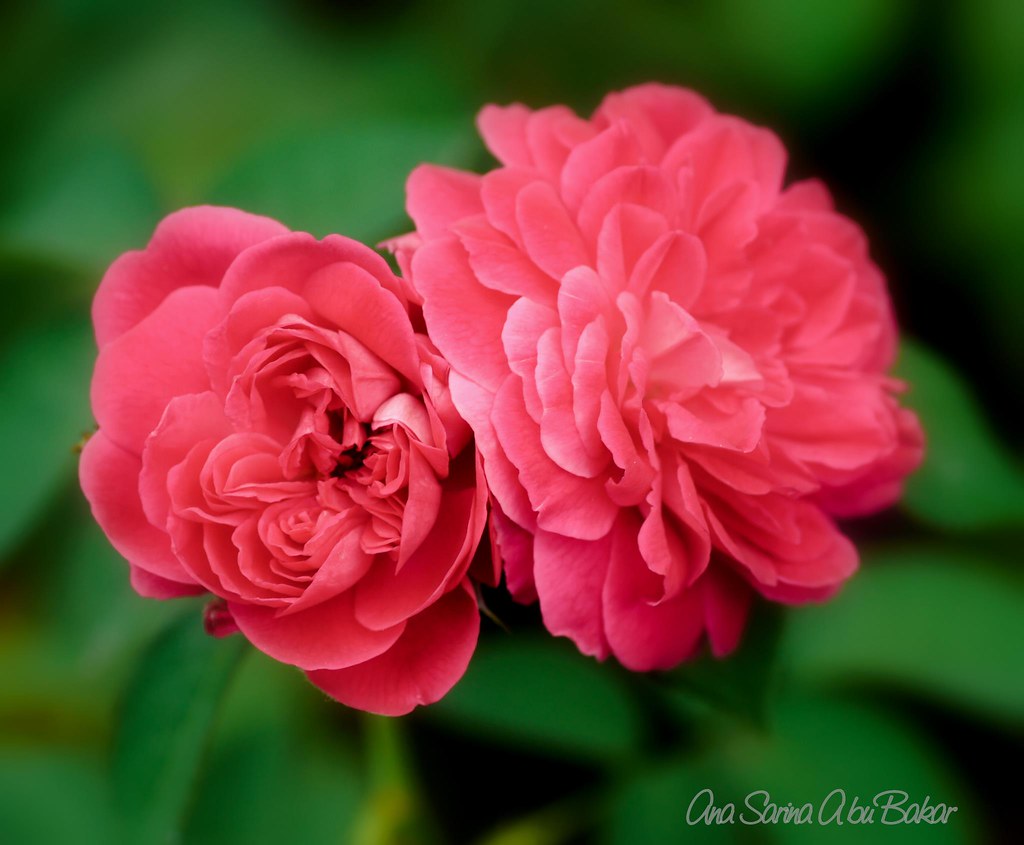 Tema Bunga Mawar Hd / Mawar bunga teratai bunga melur