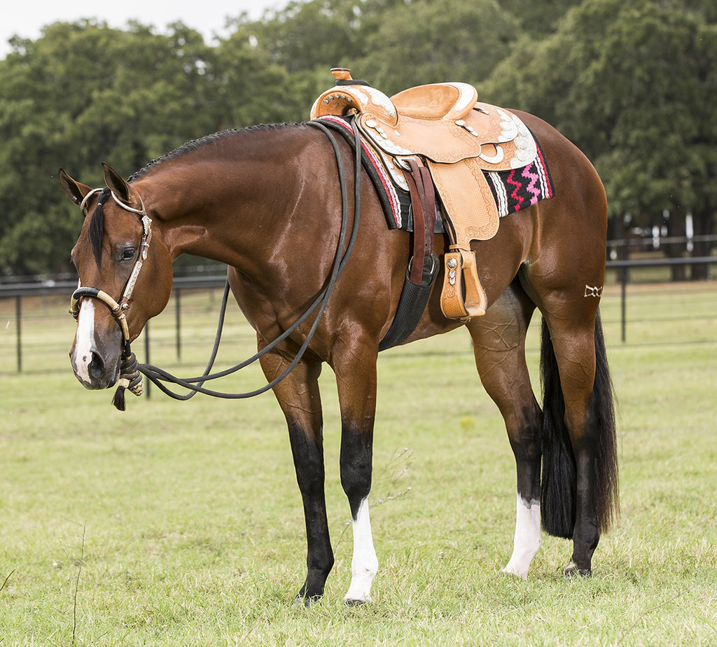 Bay Western Pleasure Quarter Horse