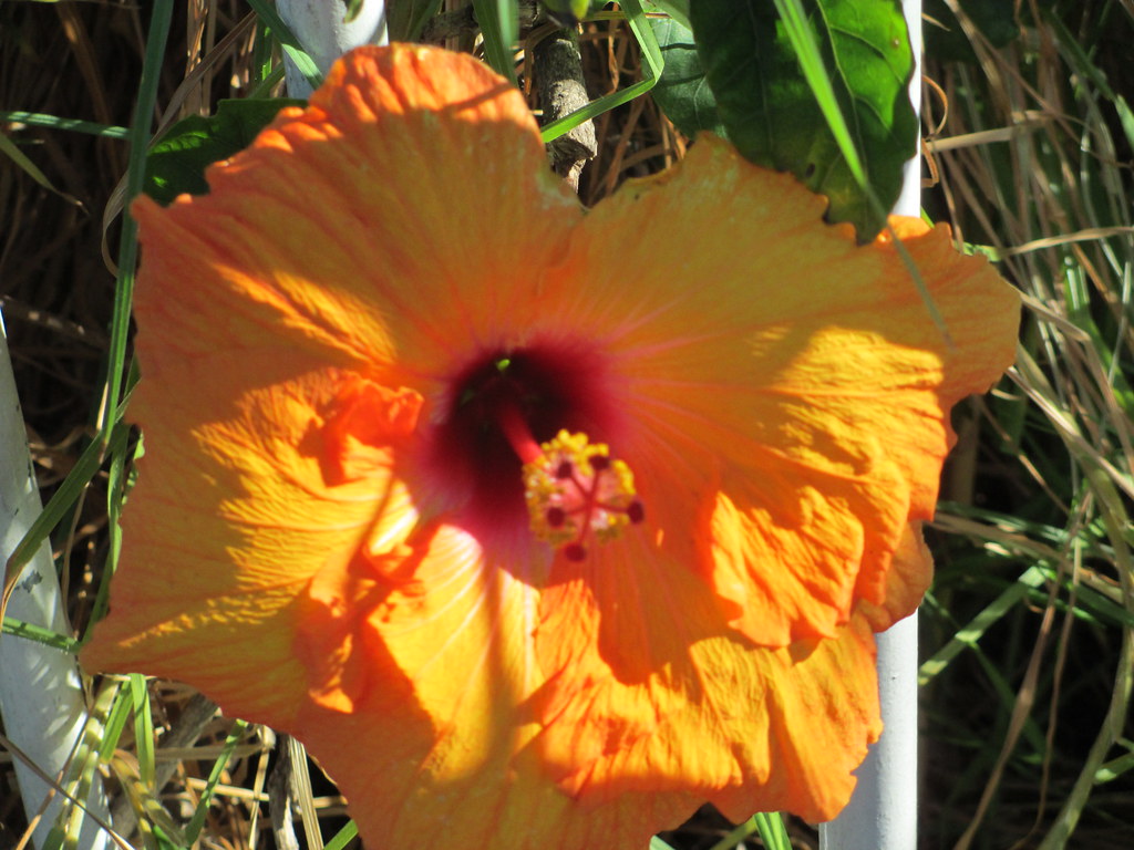 Hibiscus, suburban garden, Edithvale. This flower was prot… Flickr