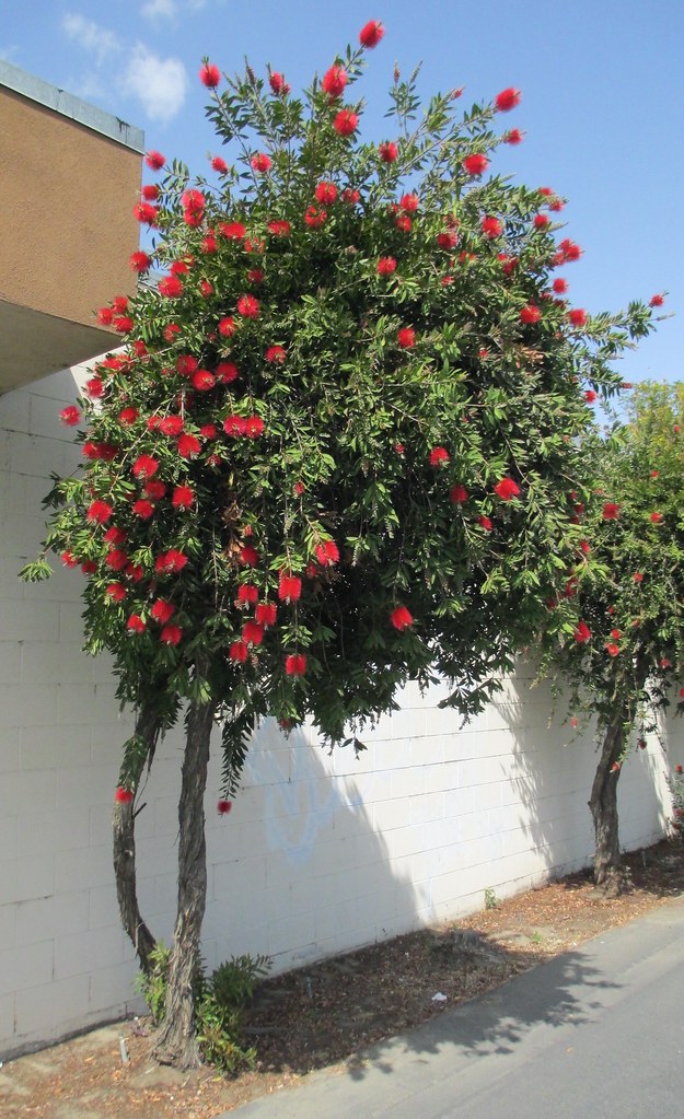 Post Office 93267 Callistemon (Strathmore, California) Flickr