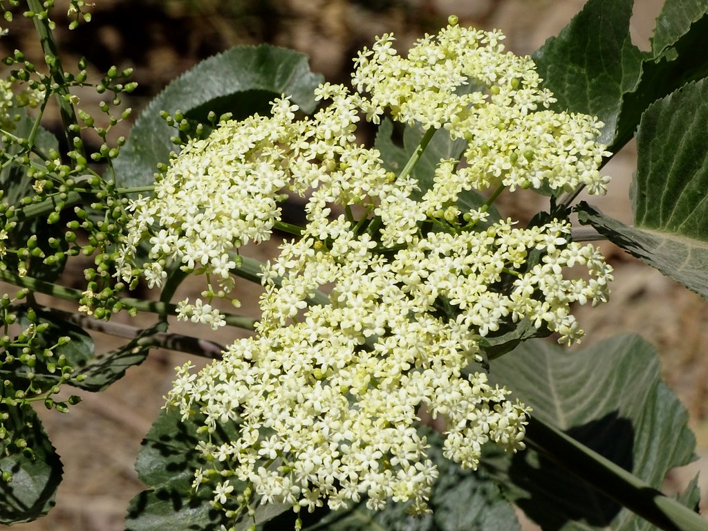 Blue Elderberry flowersSambucus caerulea The flowers of … Flickr