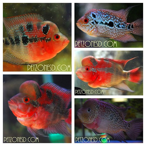 Some of the new Flowerhorns in stock! For more info, chec… Flickr