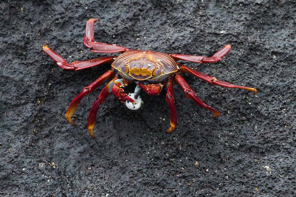 Sally lightfoot crab eating puffer fish Brian Gratwicke Flickr
