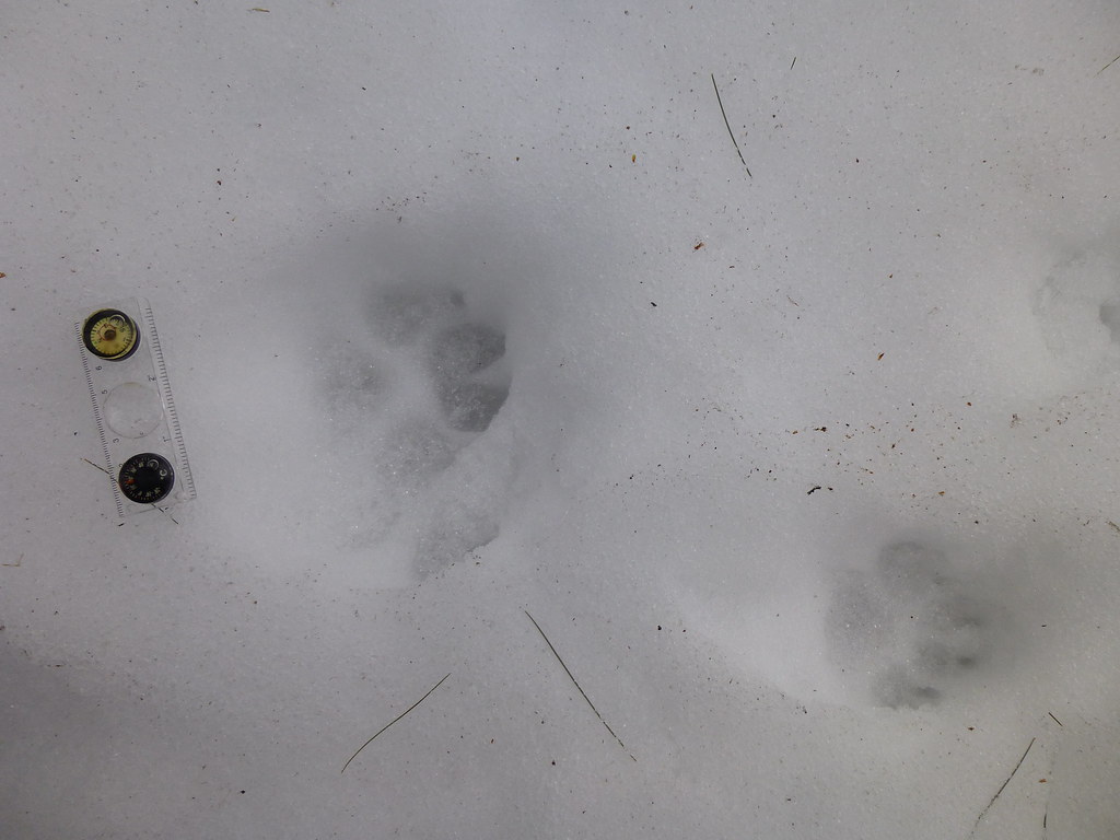 Large Dog Tracks 3 Large dog tracks in a few inches of mel… Flickr