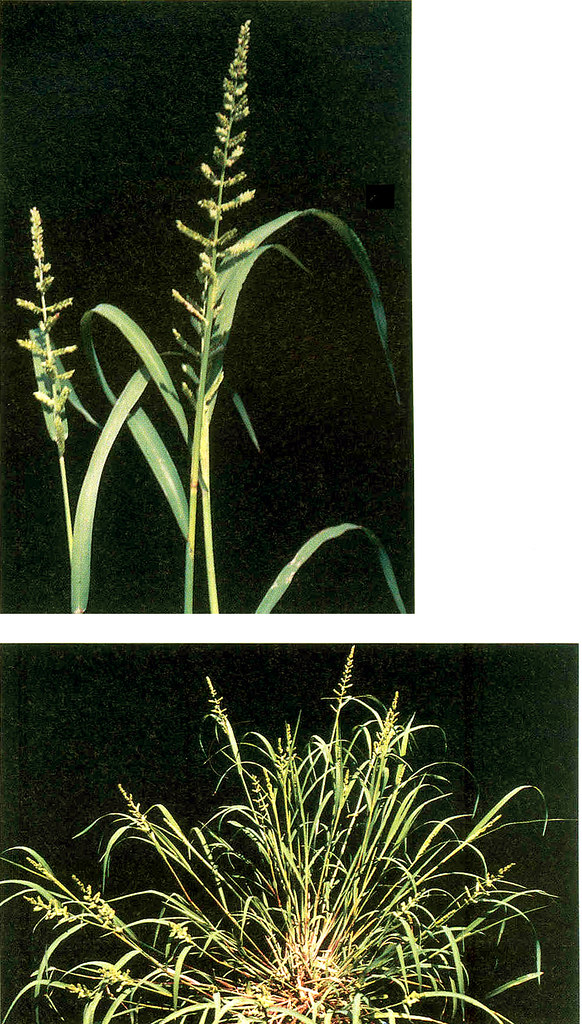 Upland Rice Weeds of South and Southeast Asia_p77 Echinoch??? Flickr
