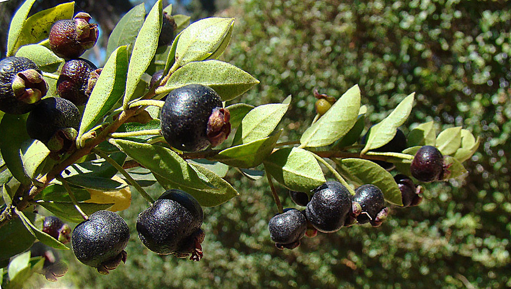 Luma chequen Known is southern Chile as Arrayan Blanco or … Flickr