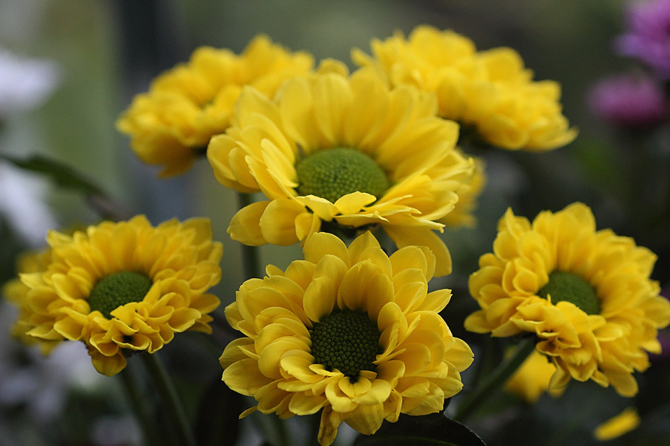 Spray Chrysanthemums 3 Spray Chrysanthemums. See www.flic… Flickr