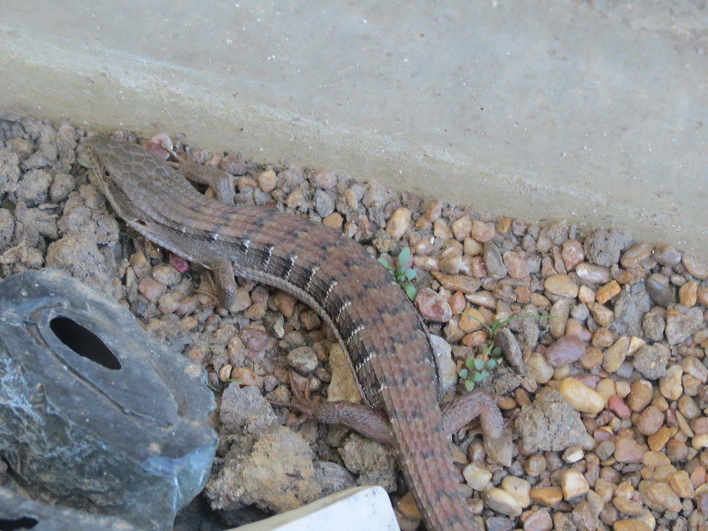 San Diego Alligator Lizard Ryan Andrews Flickr