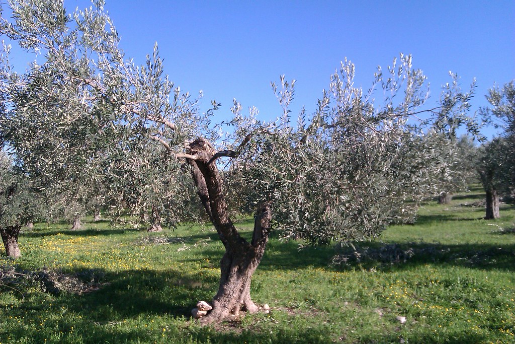 IMAG0529 Love olive trees! Bailey Flickr