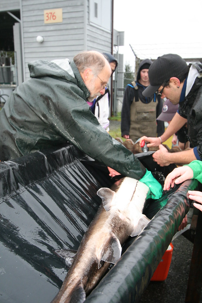 Sturgeon on the move Sturgeon are often called living foss… Flickr