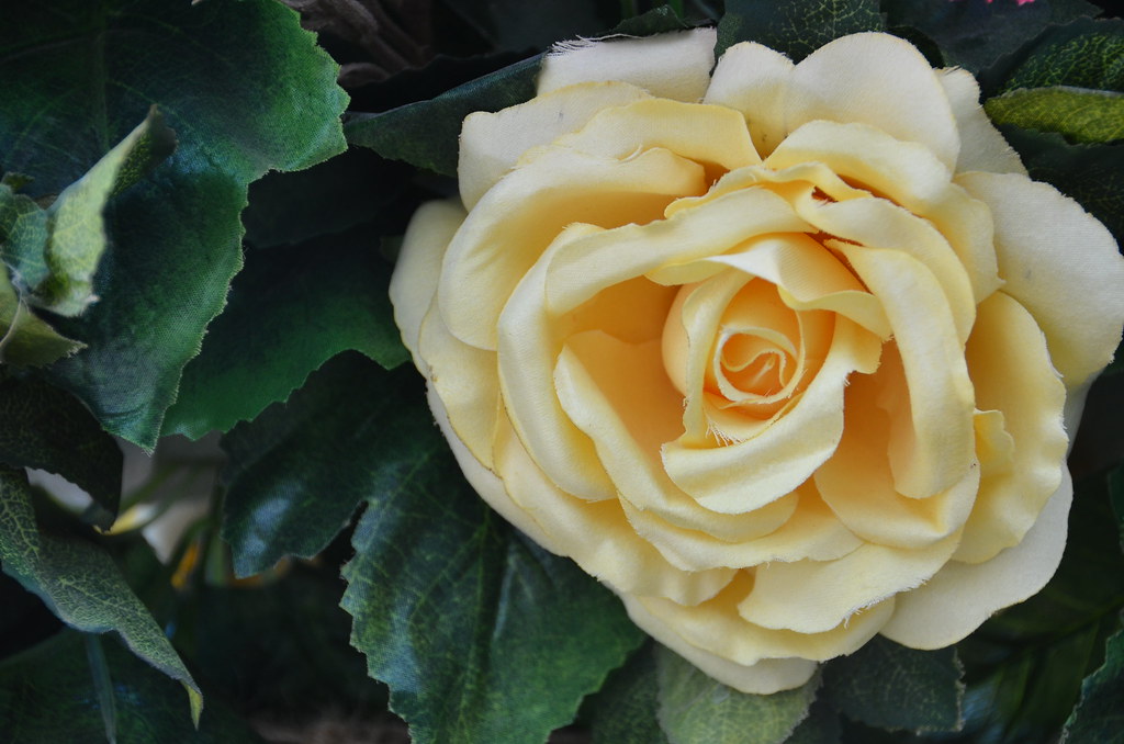 Flower Festival In Jubail Feb 2013 Zaina Al Ahmed Flickr