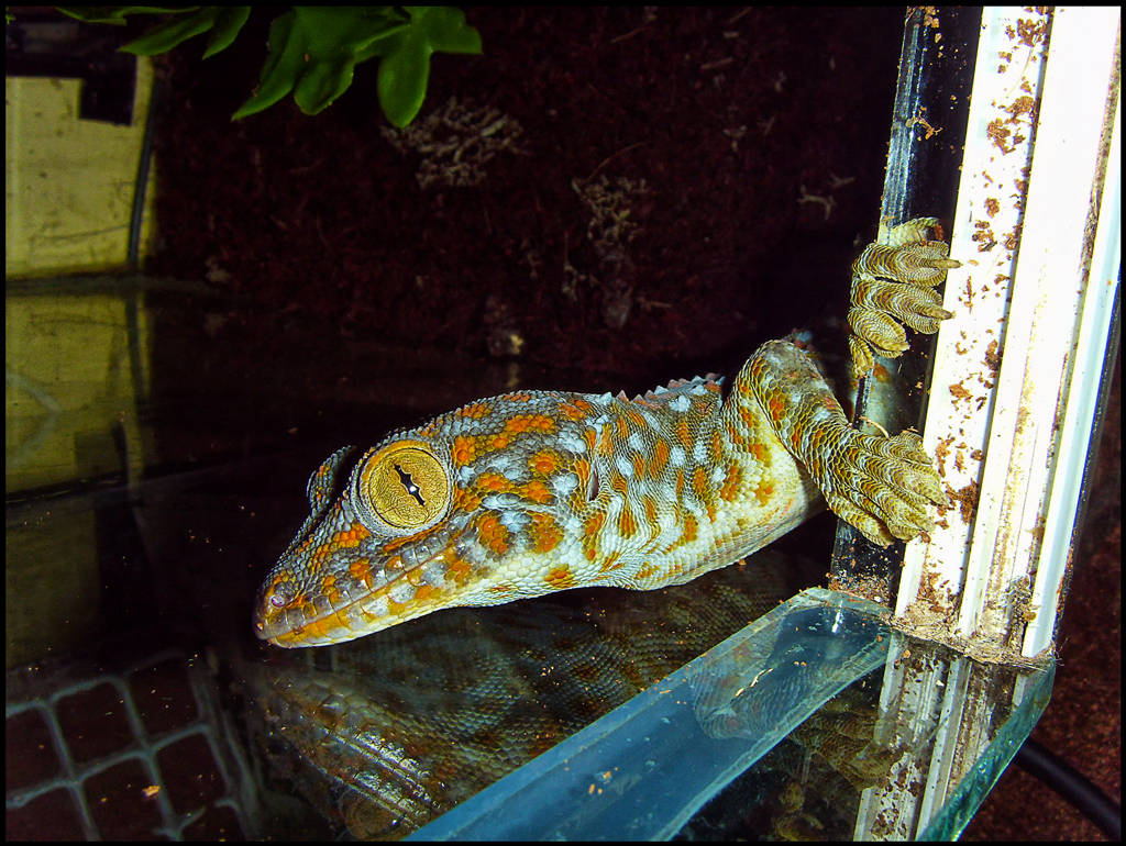 tokay gecko A Tokay Gecko, these geckos bark like a dog