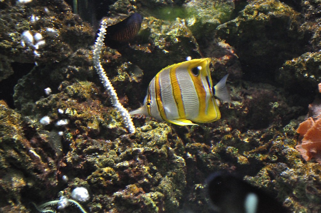 Chester Zoo (430) Aquarium Richard Southwell Flickr