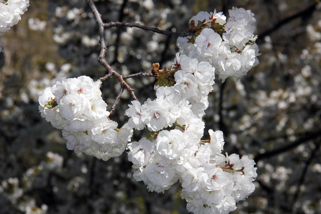 Central Park Closeup Of White Cherry Blossom Tree in Blo… Flickr