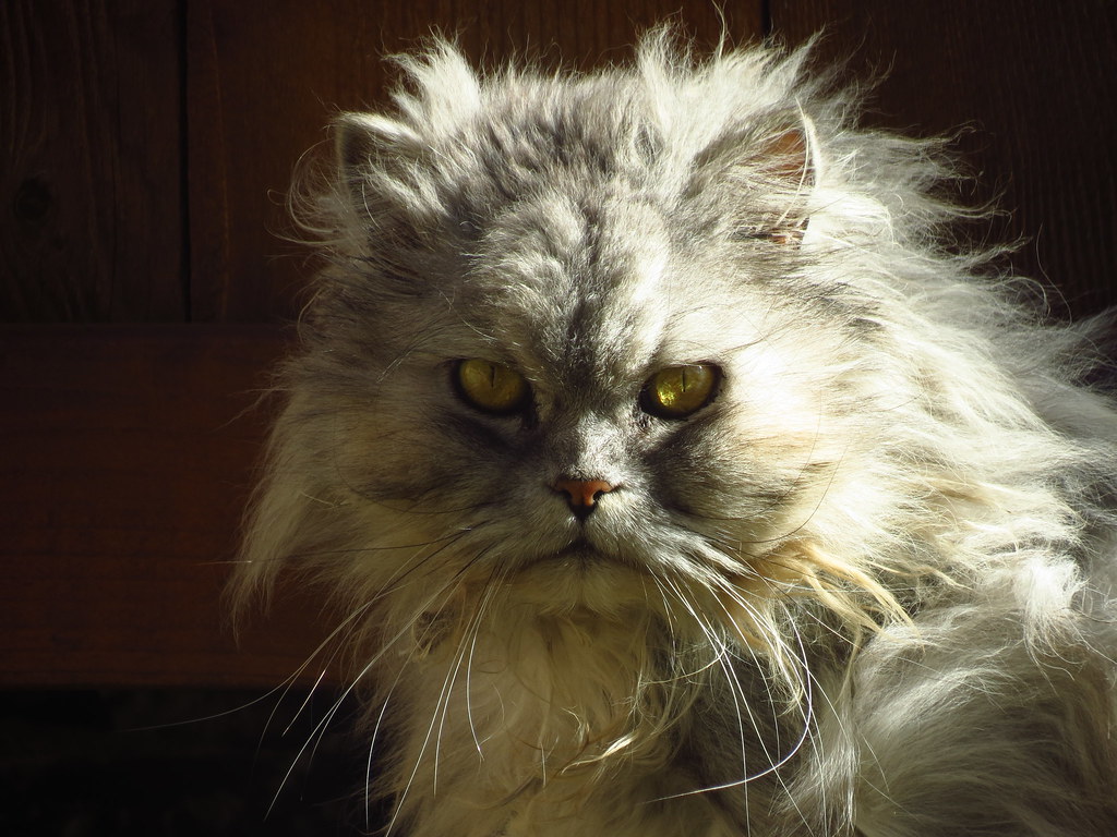 Creepy Cat If you stare too long, it will steal your soul.… Thomas