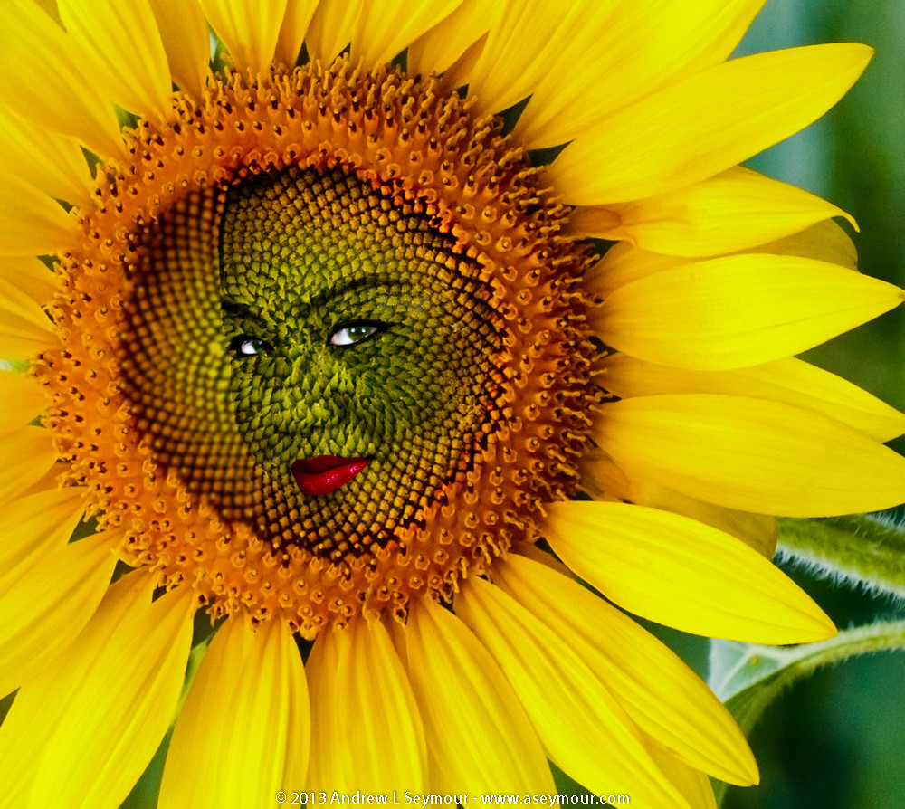 Sunflower Face a photo on Flickriver