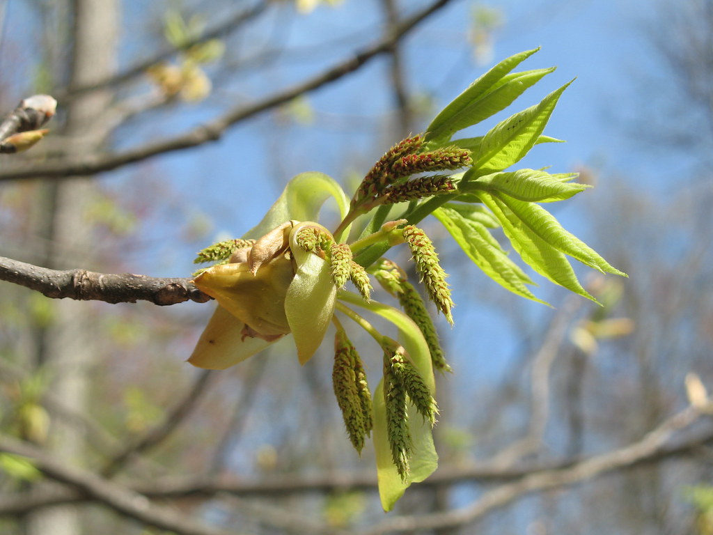 Shagbark Hickory Carya ovata Catkins Tim Martin Flickr