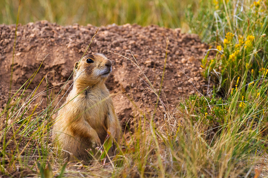 Utah Prairie Dog Utah Prairie Dog Bryce Canyon National Pa… James