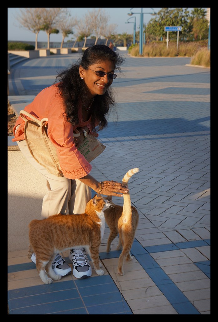 Playful Cats At Abu Dhabi Corniche These well fed cute cat… Flickr