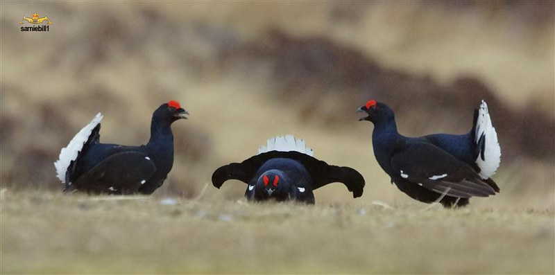 Black Grouse Flickr