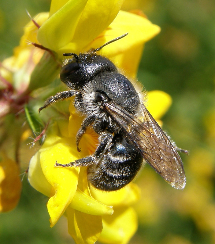 Osmia caerulescens (Blue Mason Bee) Flickr