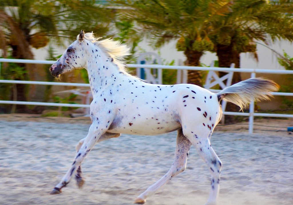 Arabian Horses from Bahrain From my latest shoots, Bahrai… Flickr