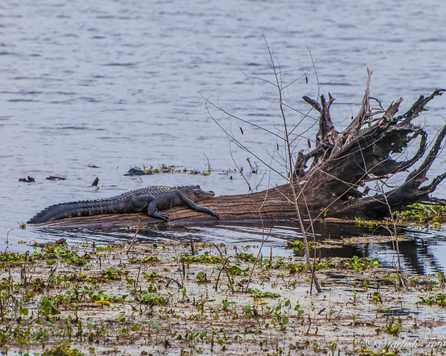 Bump on a Log Alligator in Elm Lake at Brazos Bend State P… BFS Man