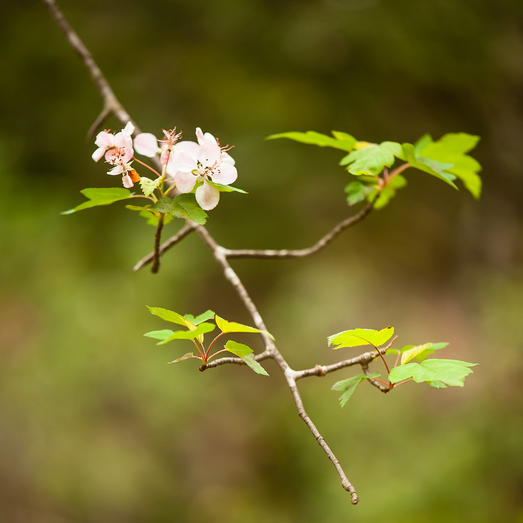 Malus coronaria (Wild crabapple) Pink Beds Trail, Pisgah N… Flickr