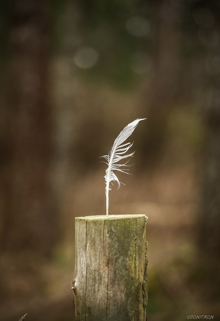 Black Creek Vancouver Island 2013 a photo on Flickriver