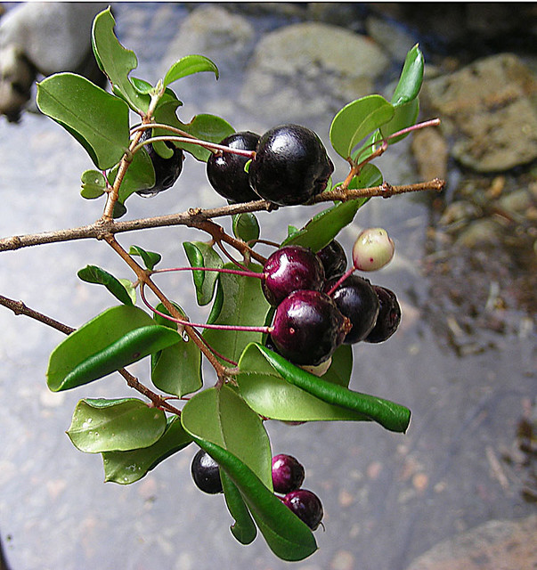 Luma apiculata, fruit The fruit of Arrayan Rojo. In contex… Flickr