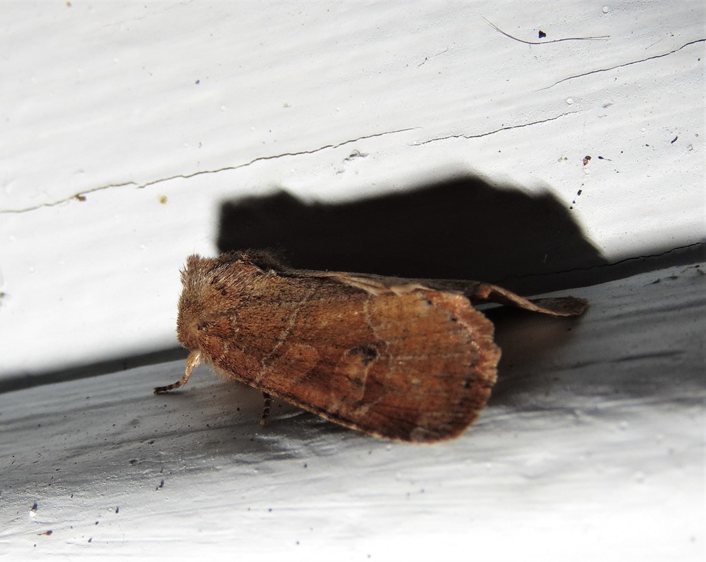 Norman's Quaker Crocigrapha normani (SI, NY) simothgirl Flickr