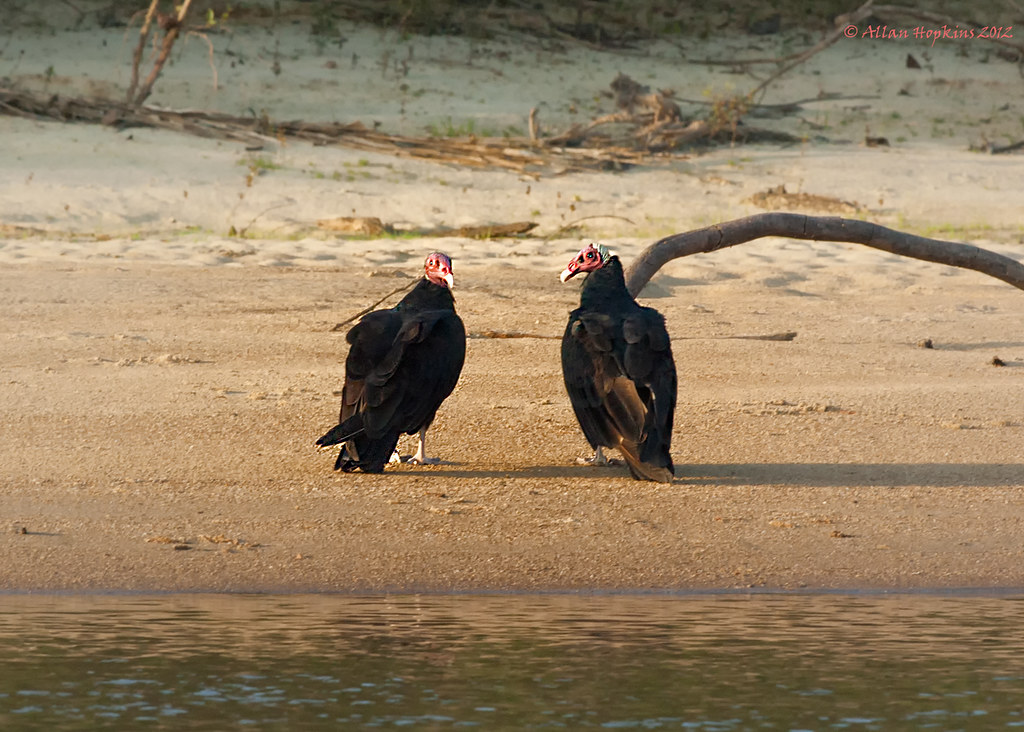 Tropical Turkey Vulture (Cathartes aura ruficollis) Flickr