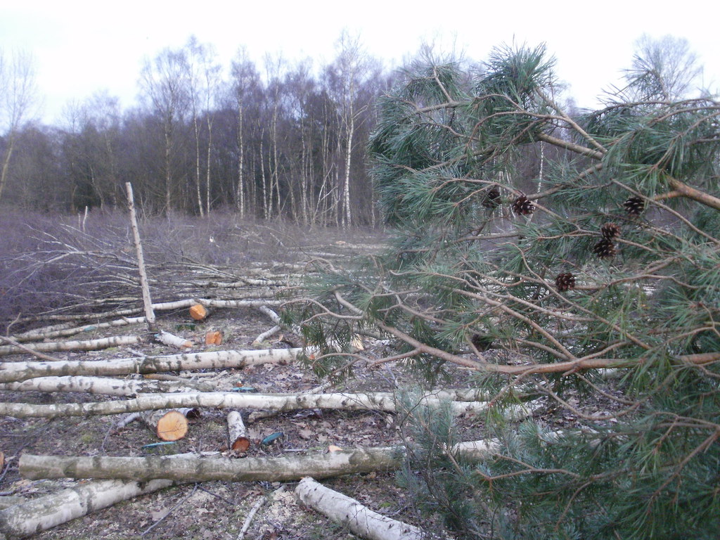 Woodland clearance on Yateley Common Sarah J Allen Flickr