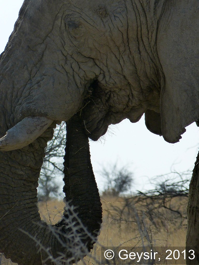 Nahaufnahme eines fressenden Elefanten, Etosha Nationalpar… Flickr