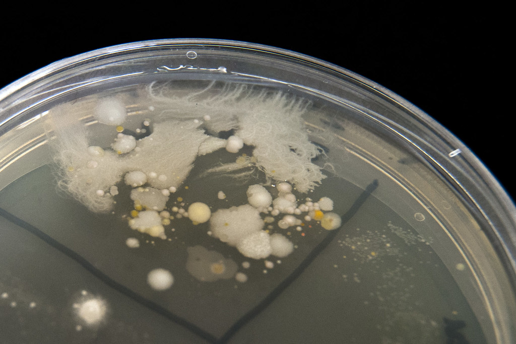 Bacteria Bacteria from the sole of my shoe growing on an a… Flickr