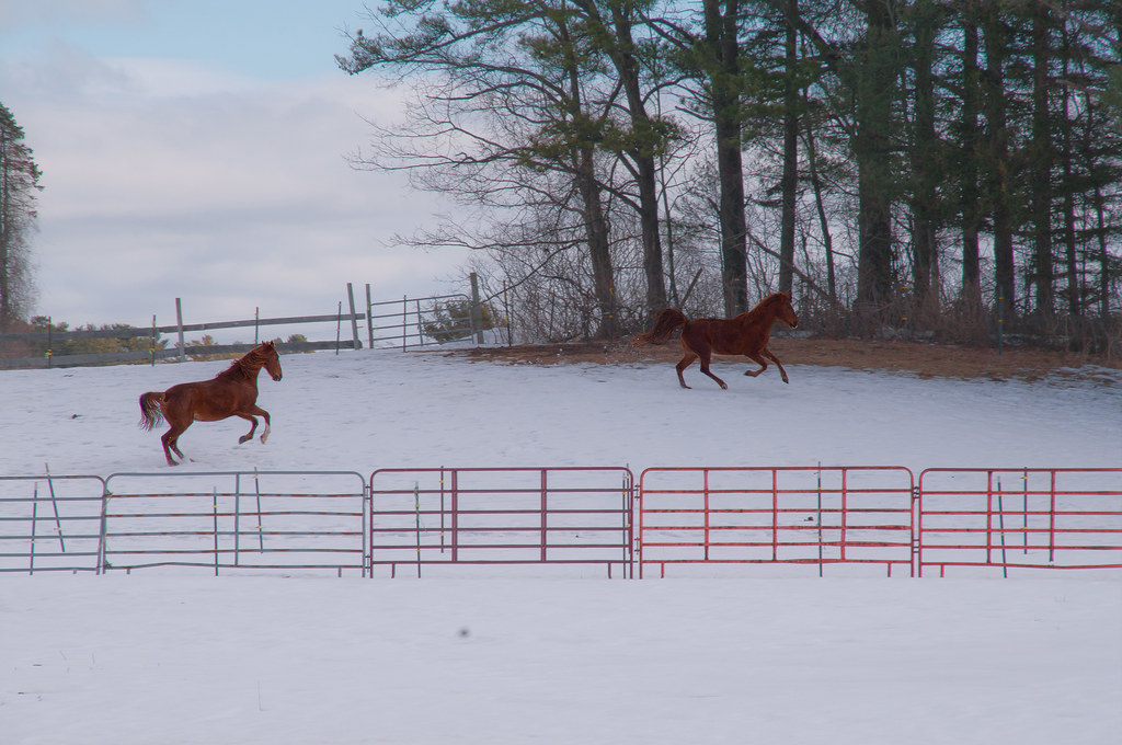 Frolicking Horses At Riverhurst Farm, Kennebunkport, Maine… Bud