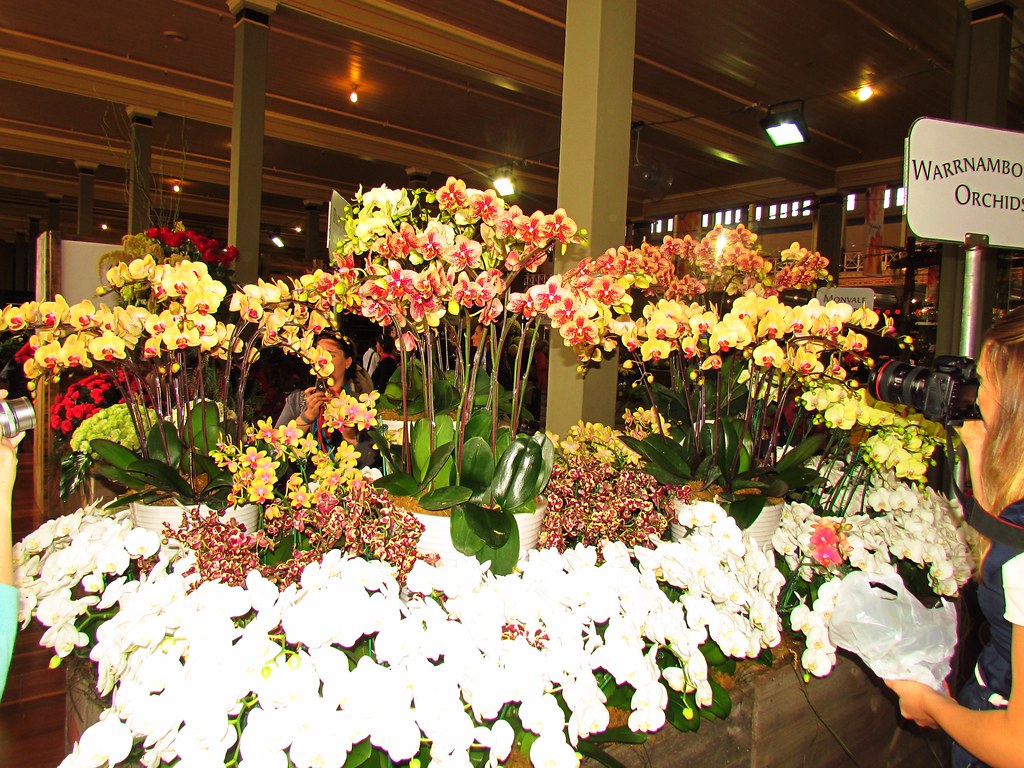 Orchids Melbourne International Flower and Garden Show Flora Haggis